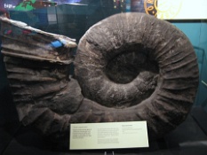 Giant Ammonite  Giant Ammonite